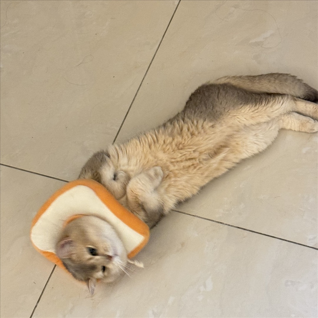 眼酱大魔王w---24年07月Fantia会员订阅-41P4V-9111-MB-20240901ad-09-03