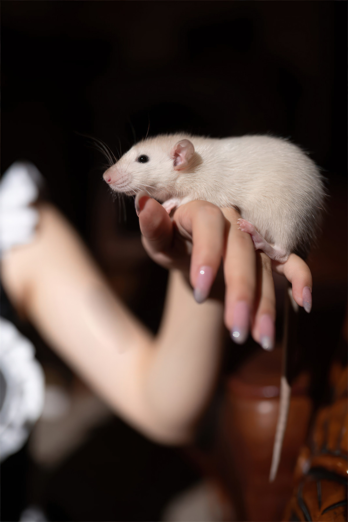 Cosplay-花铃-马戏团芭蕾-吊带袜高叉-12-02