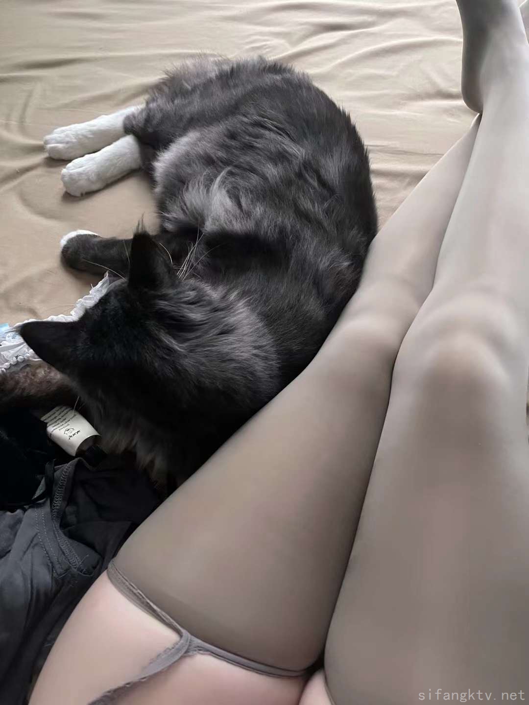 3087-笨蛋初初-08-25