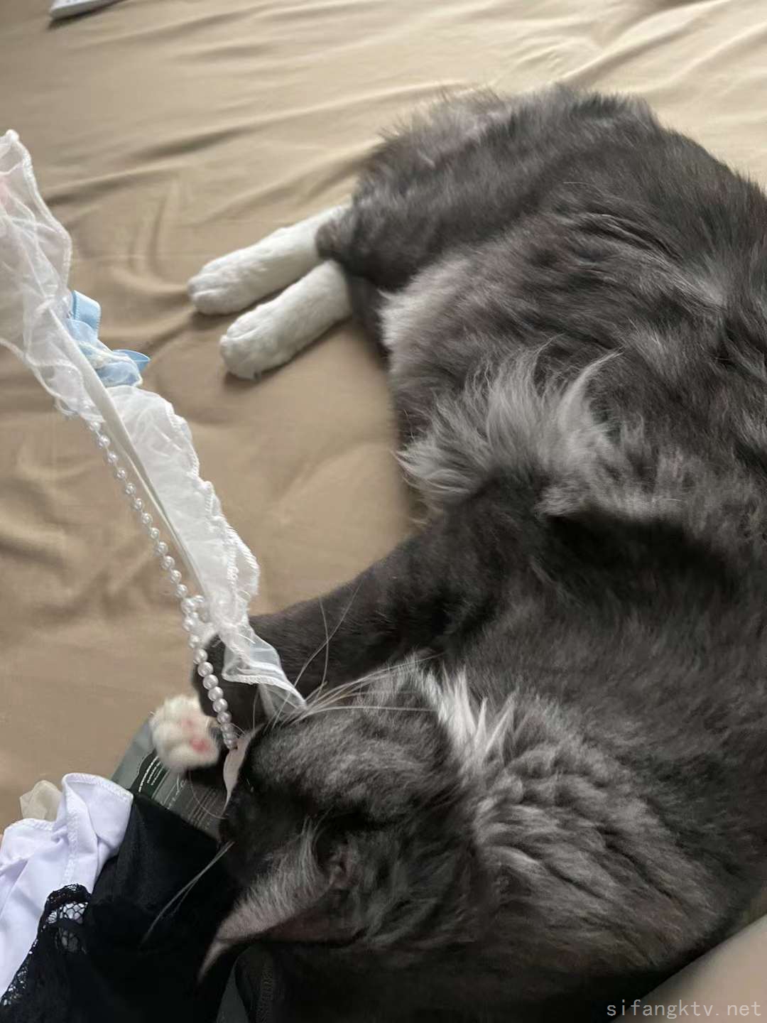 3087-笨蛋初初-08-25