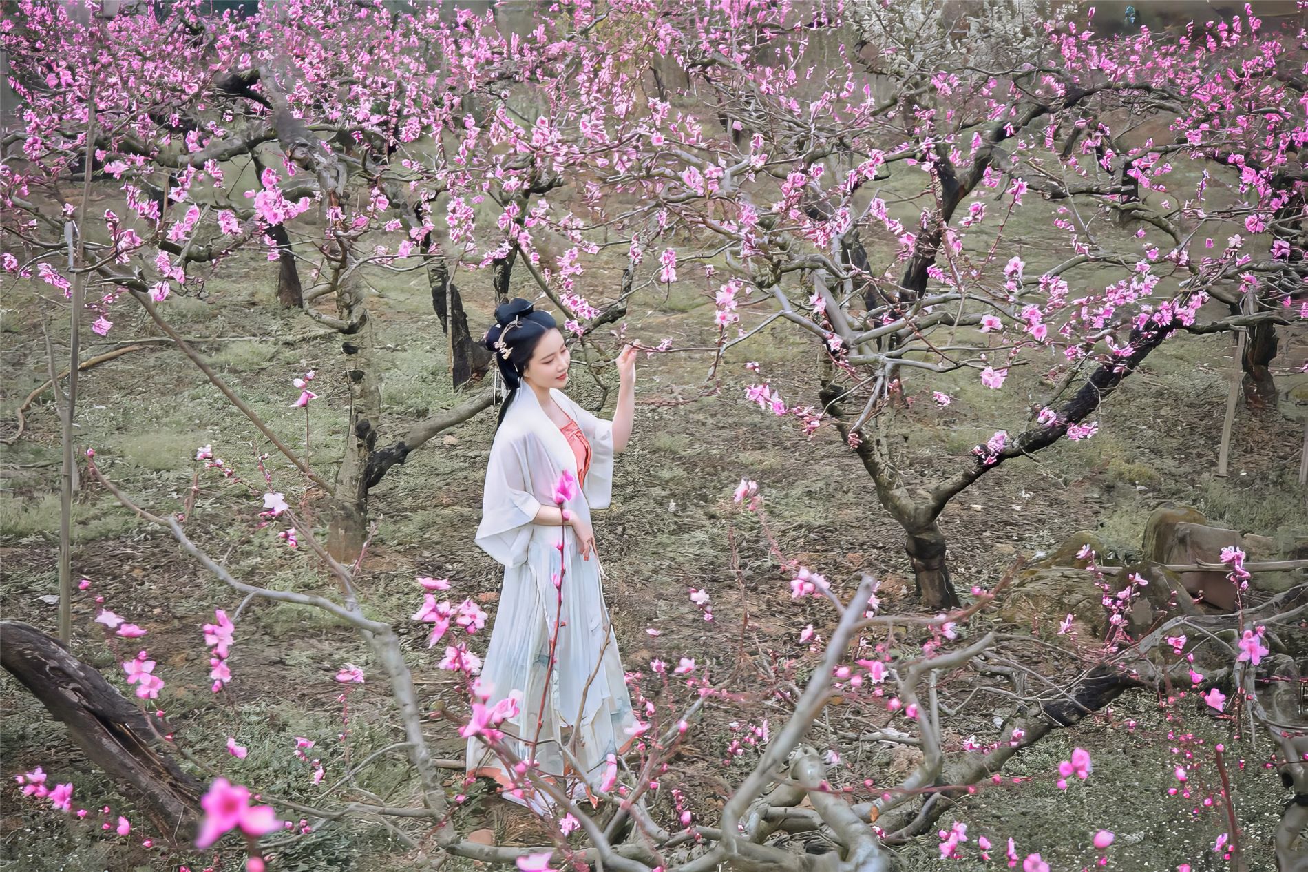 年年-三月榕-03-21