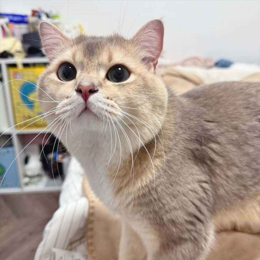 眼酱大魔王w---24年07月Fantia会员订阅-41P4V-9111-MB-20240901ad-09-03