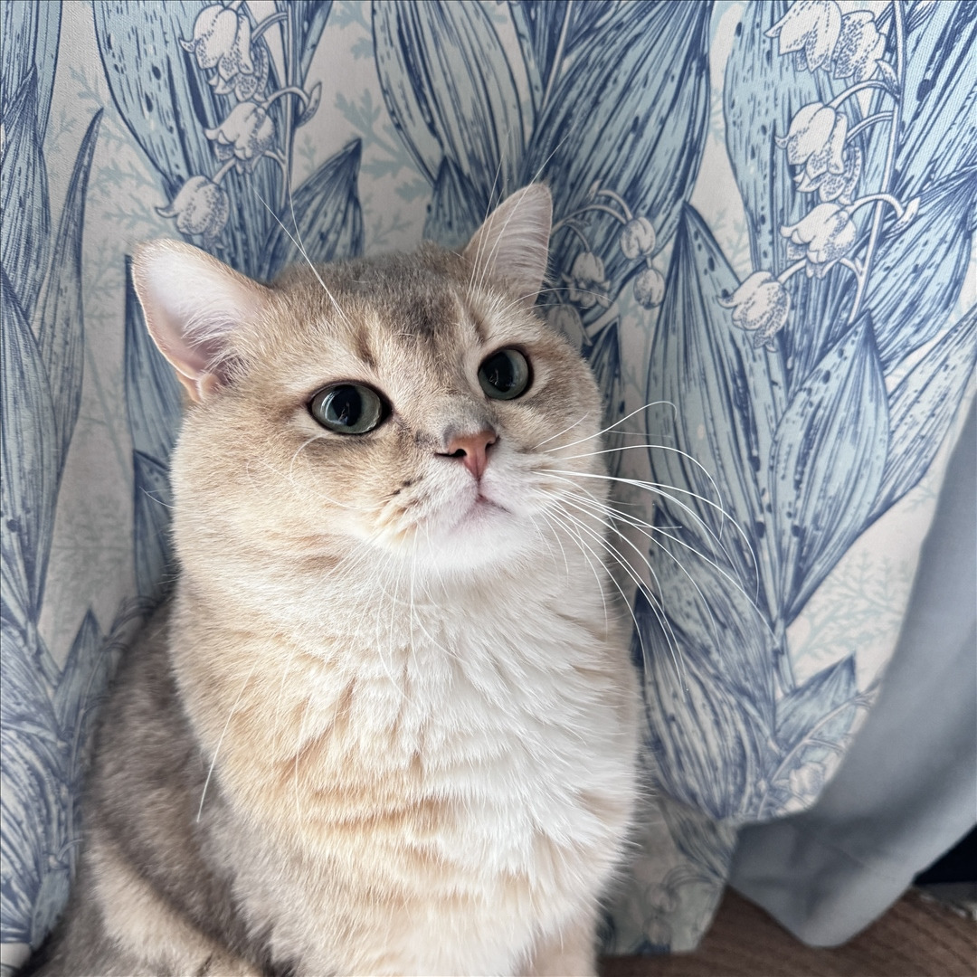 眼酱大魔王w---24年06月Fantia会员订阅-38P6V-8133-MB-20240904k-09-06